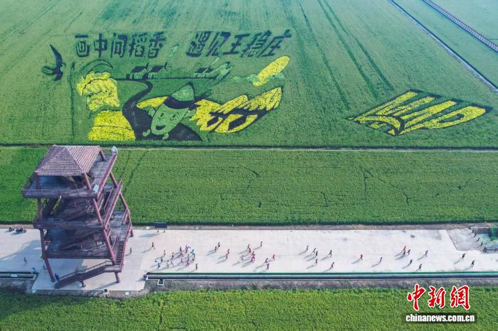 2025西青区半程马拉松选手穿越万亩稻田共赴秋日